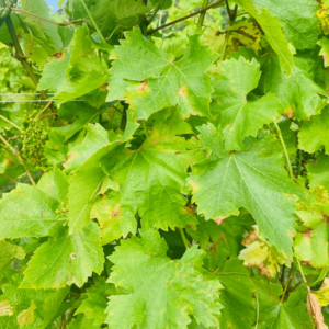 peronospora bollettino vite